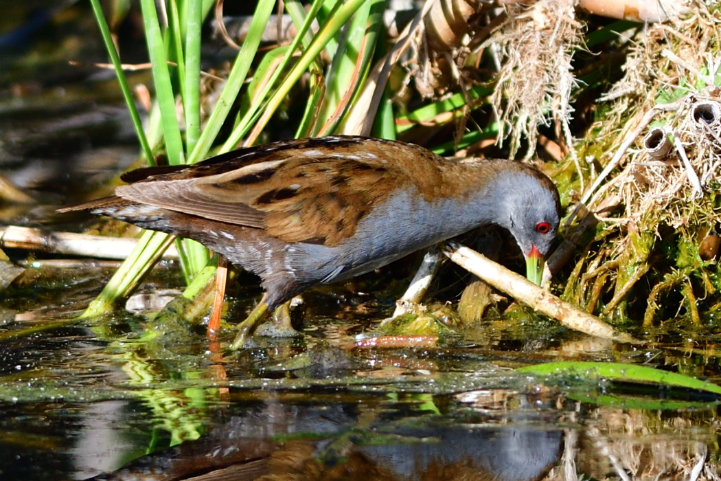 Little Crake