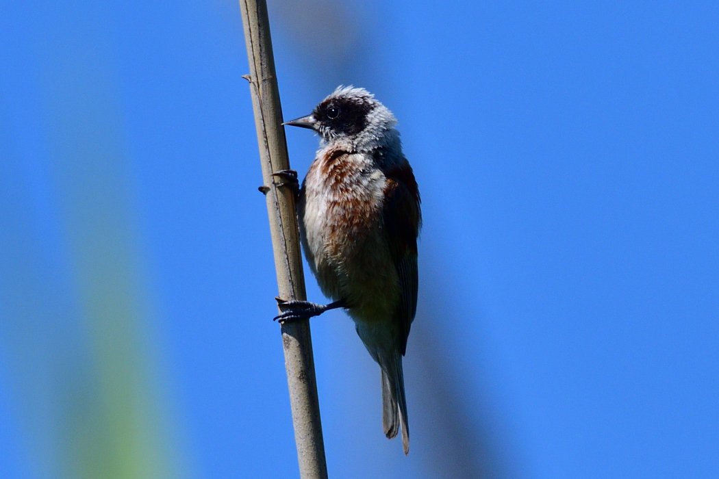 Eurasian Penduline Tit