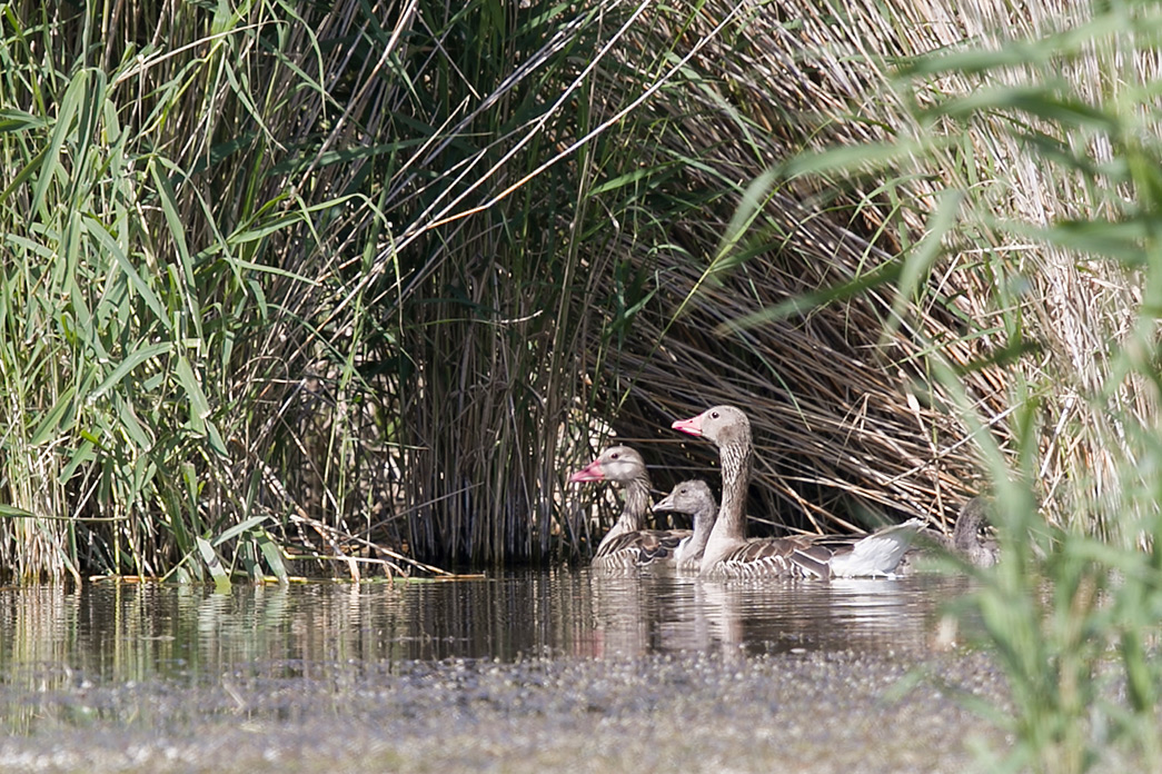 Greylag Goose