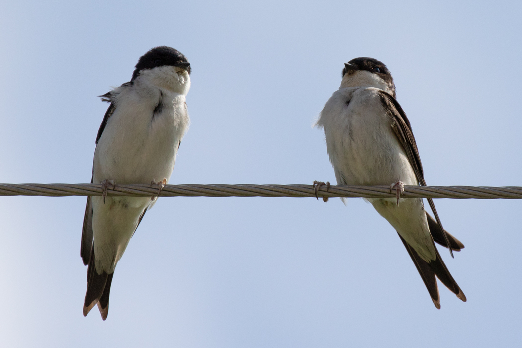 Western House Martin