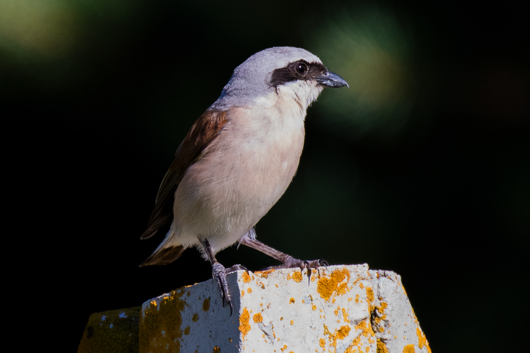 Red-backed Shrike