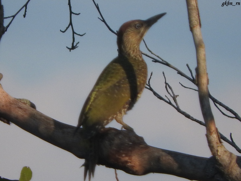 European Green Woodpecker