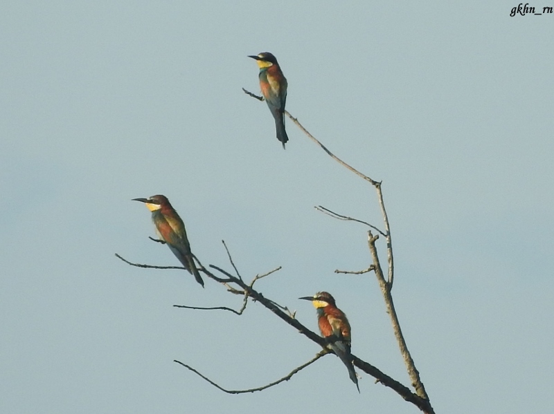 European Bee-eater