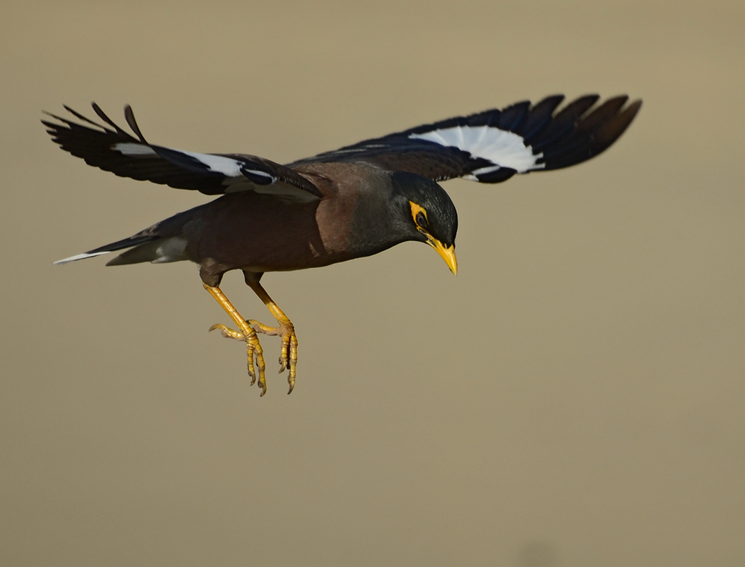 Common Myna