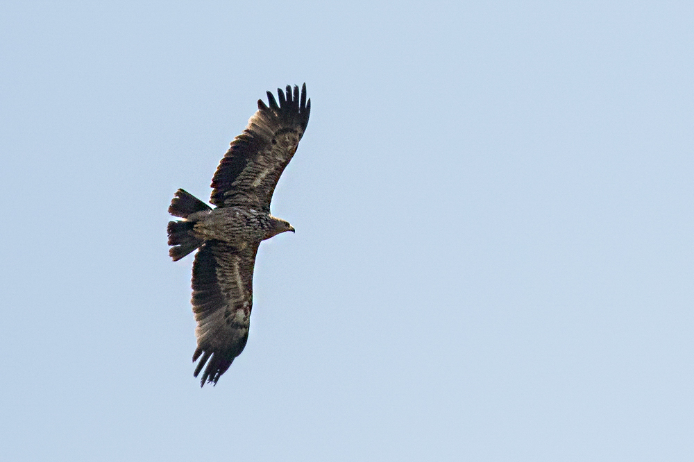 Eastern Imperial Eagle