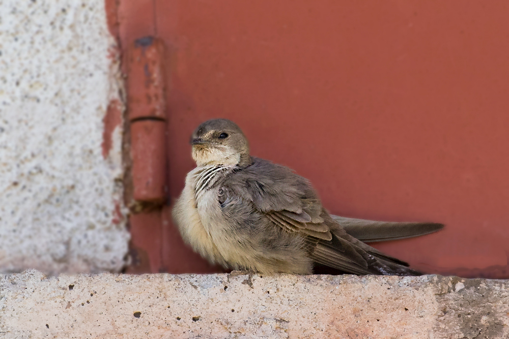 Eurasian Crag Martin