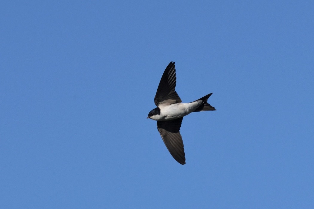 Western House Martin