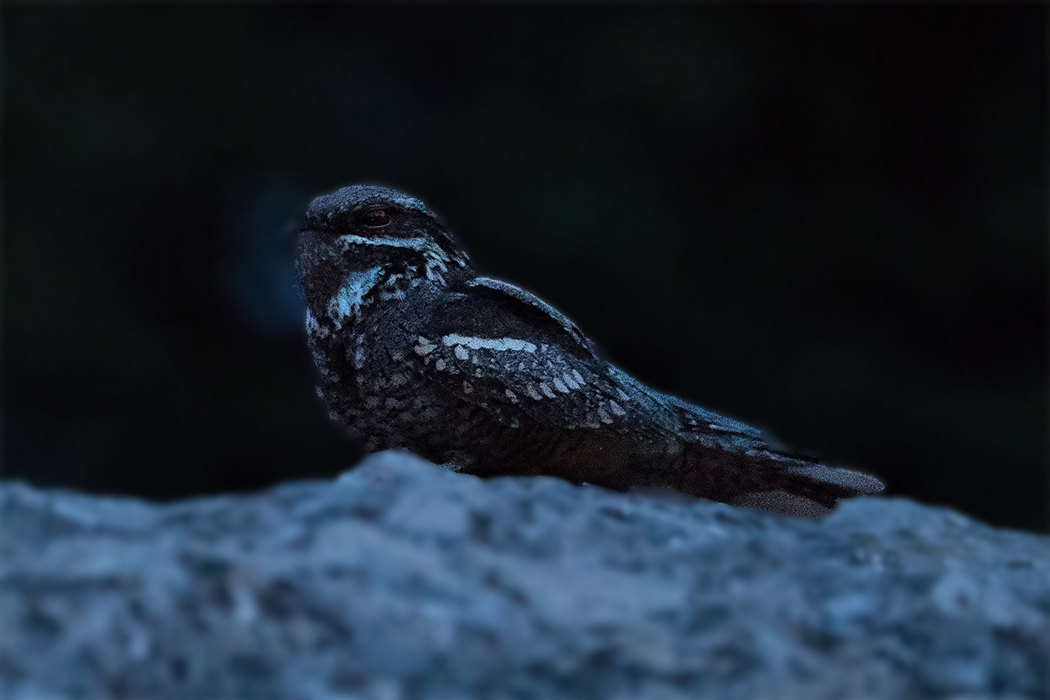 European Nightjar
