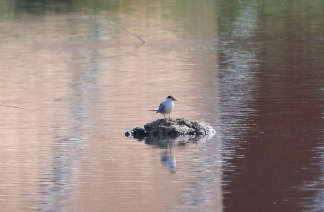 Common Tern