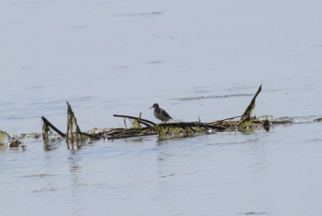 Common Sandpiper
