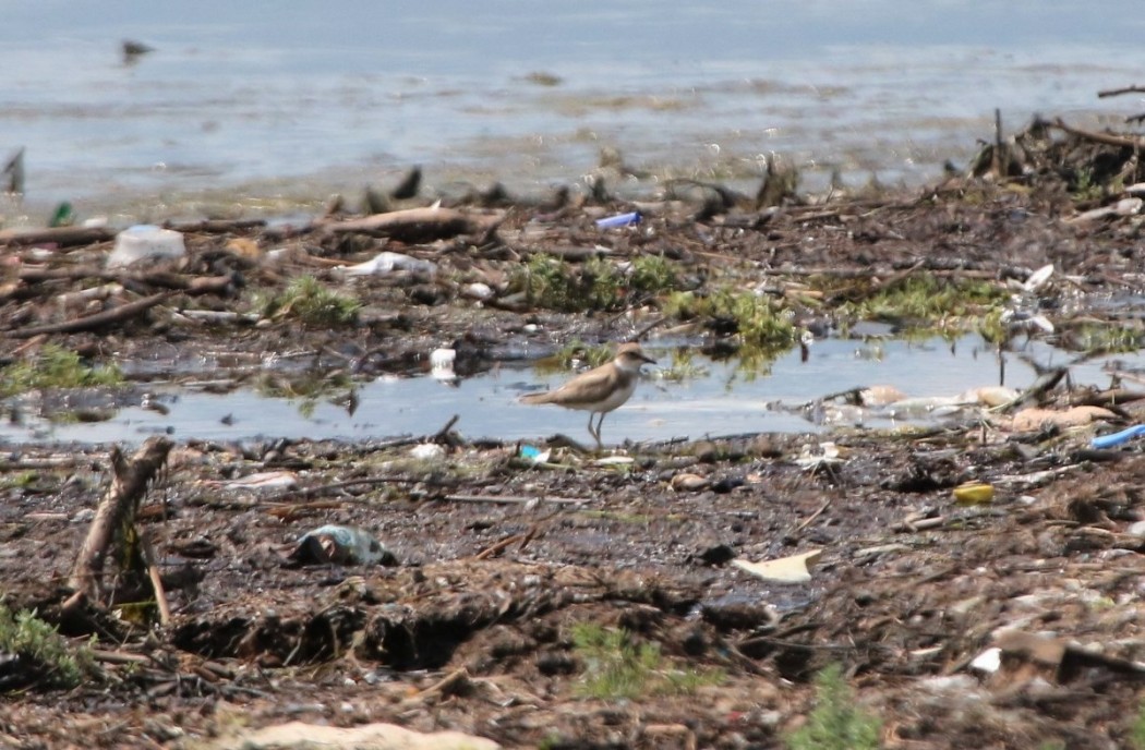 Little Ringed Plover