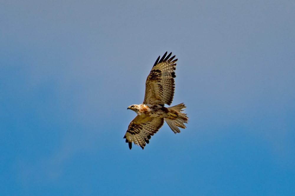Long-legged Buzzard