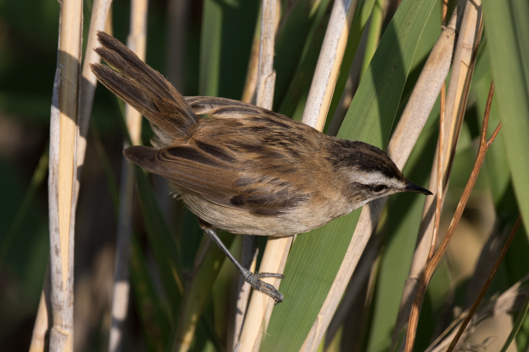 Moustached Warbler