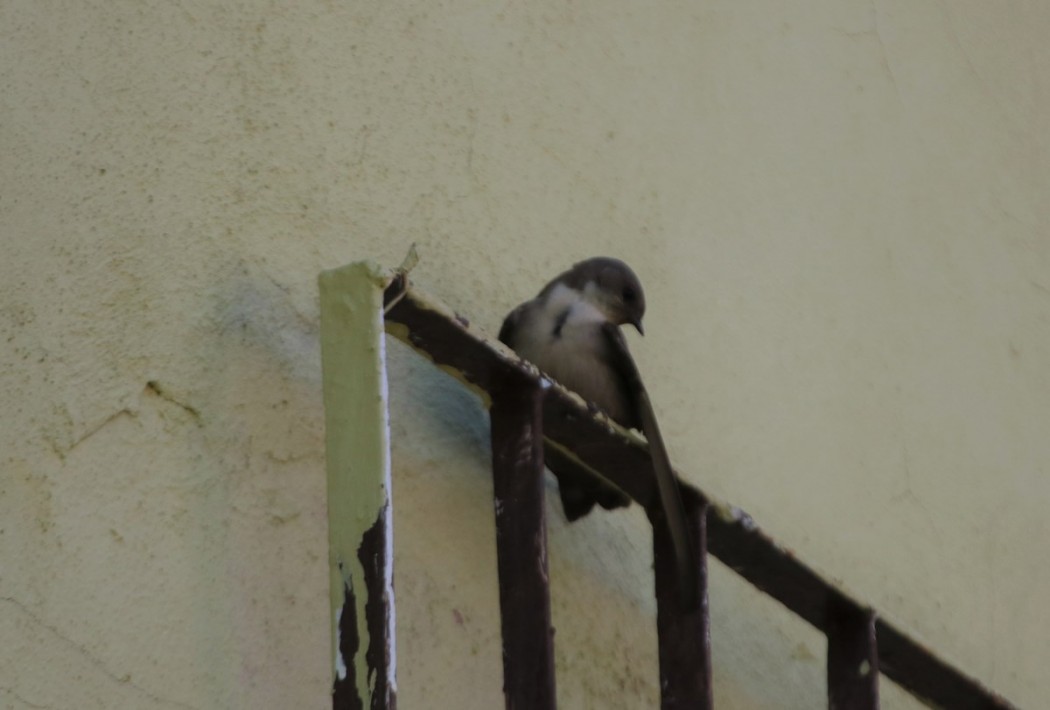 Eurasian Crag Martin