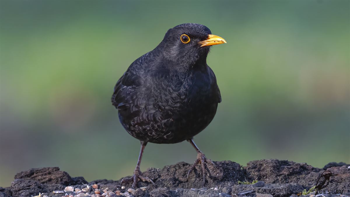 Karatavuk