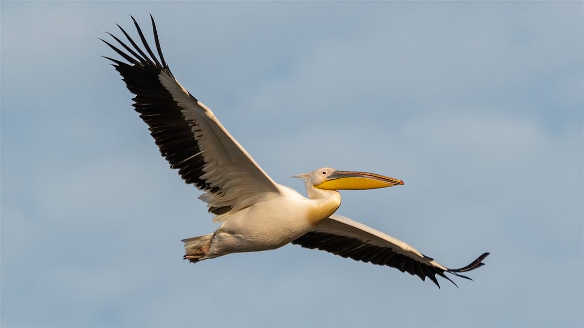 Ak Pelikan