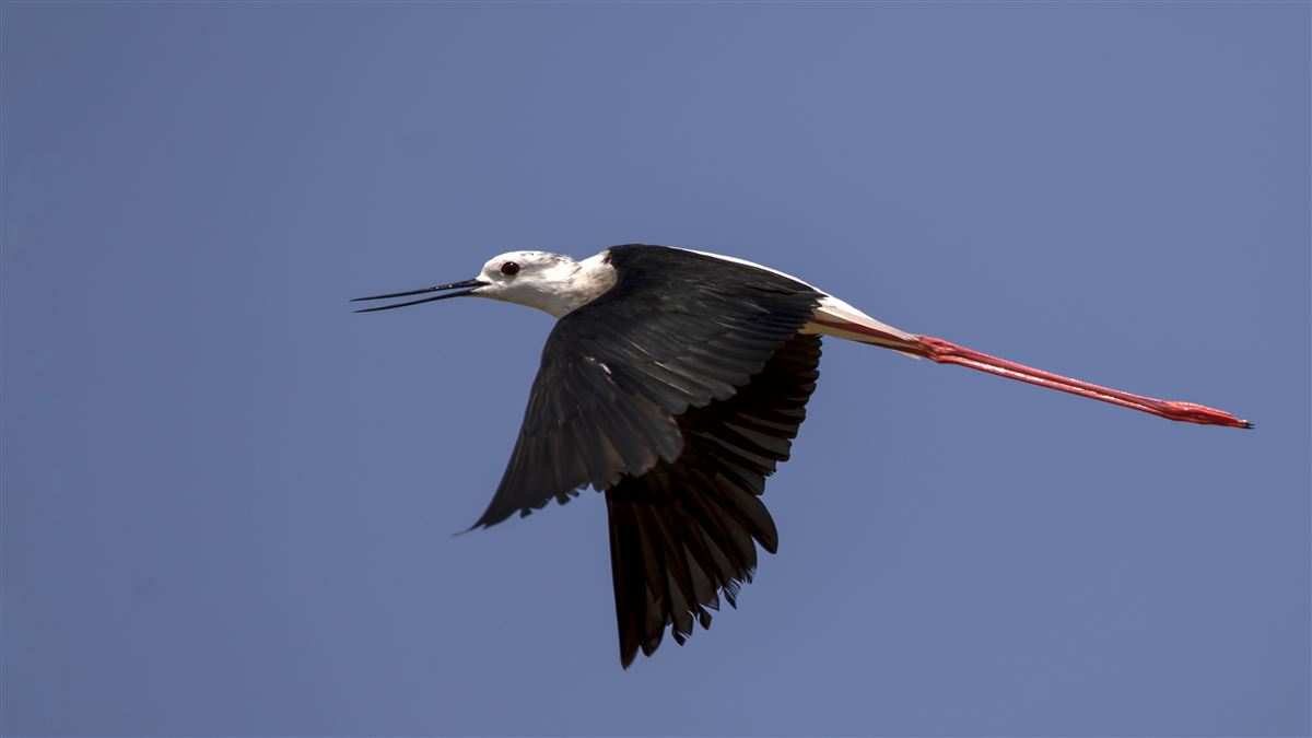 Uzunbacak