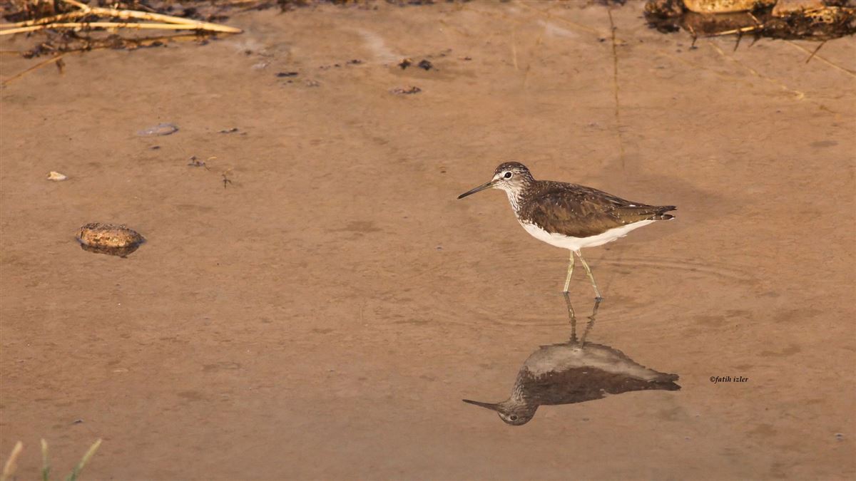 Yeşil Düdükçün