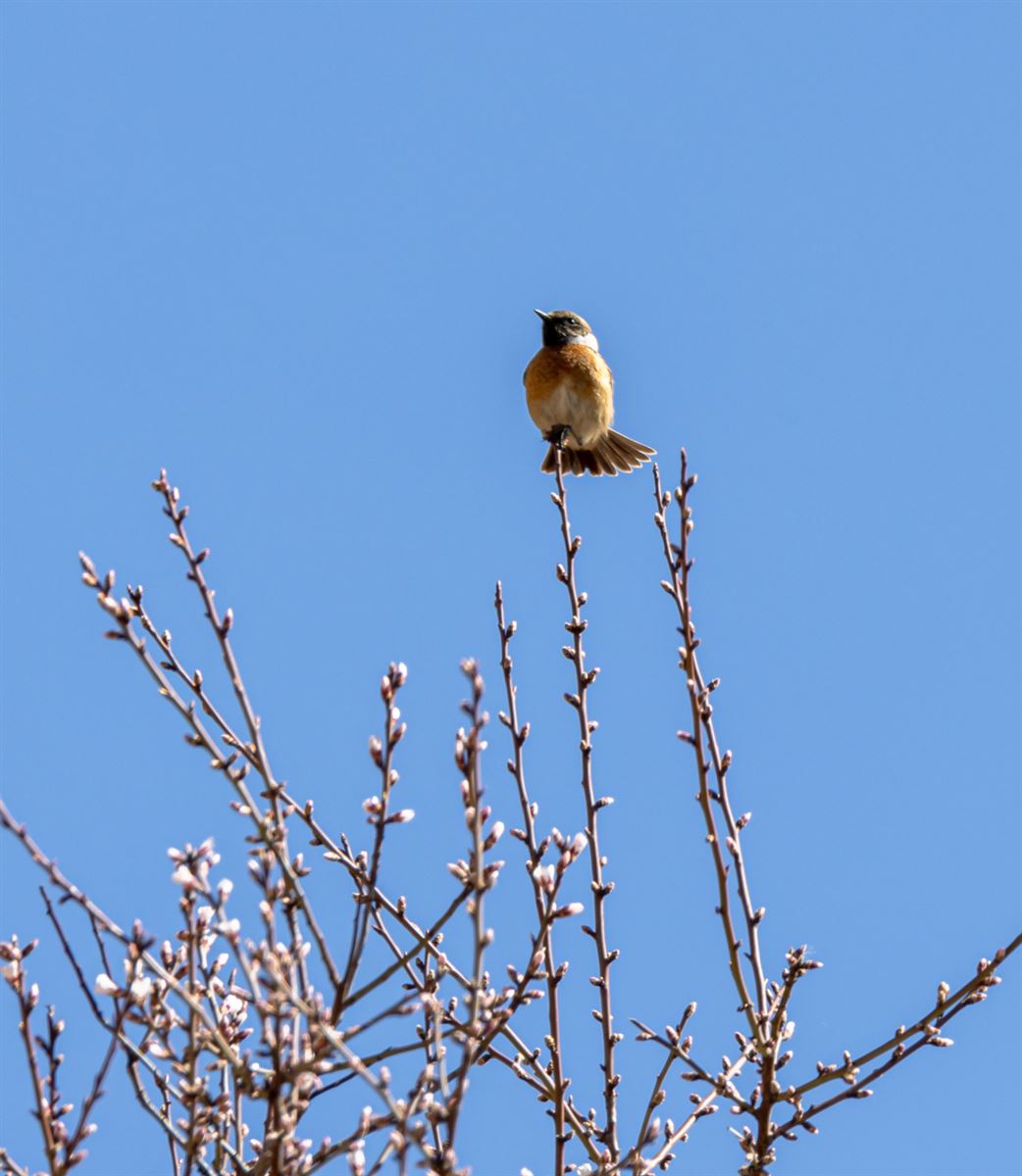 Taşkuşu