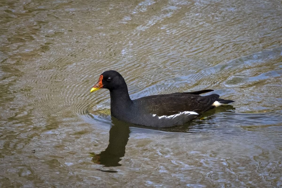 Sutavuğu