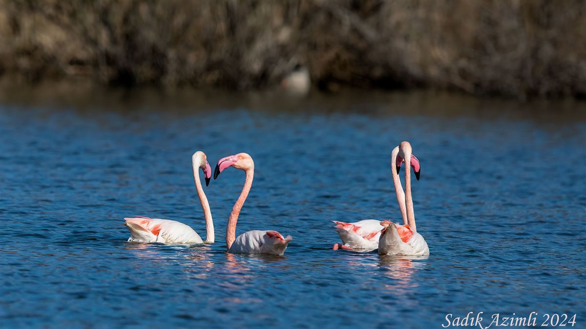 Flamingo