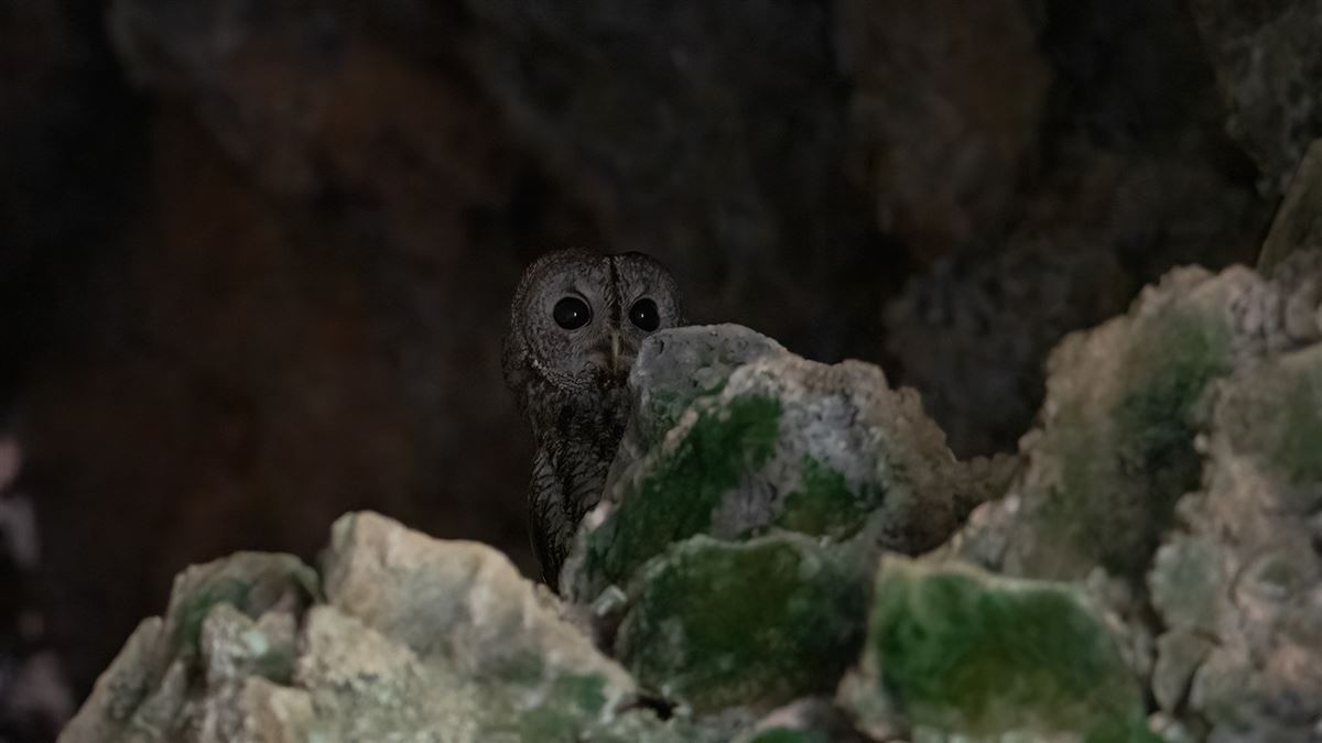 Alaca Baykuş