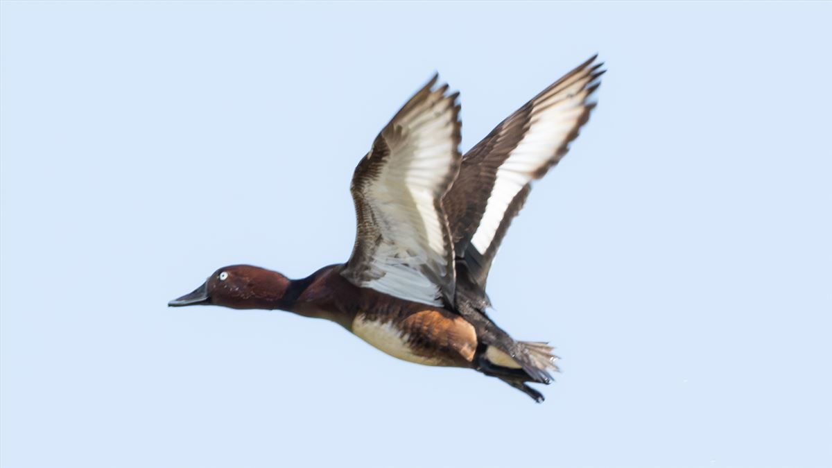 Pasbaş Patka