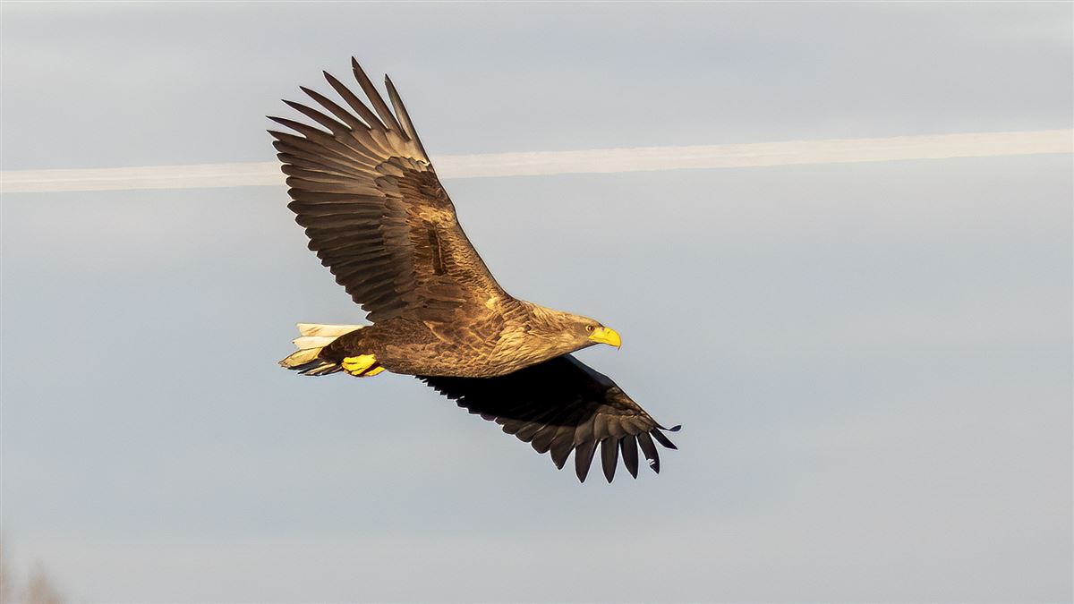Akkuyruklu Kartal