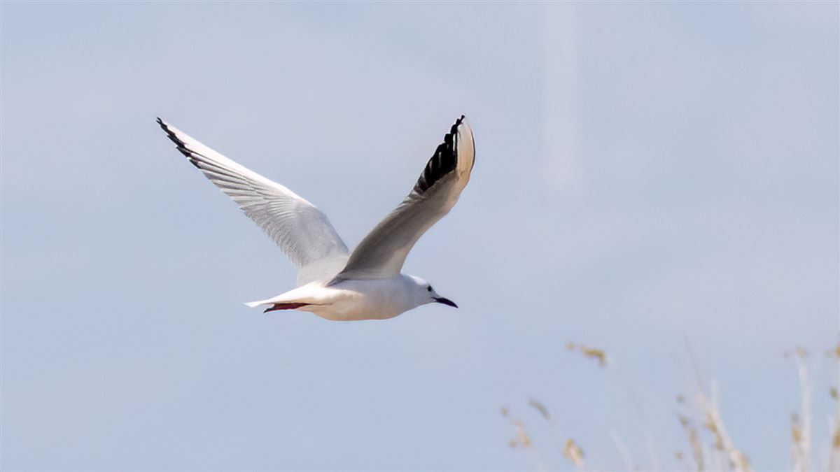 İncegagalı Martı