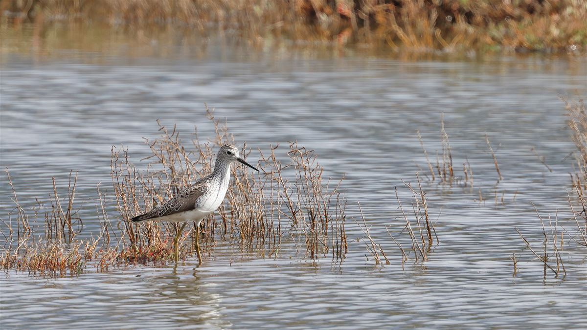 Bataklık Düdükçünü