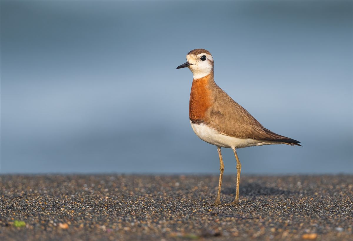 Doğu Cılıbıtı