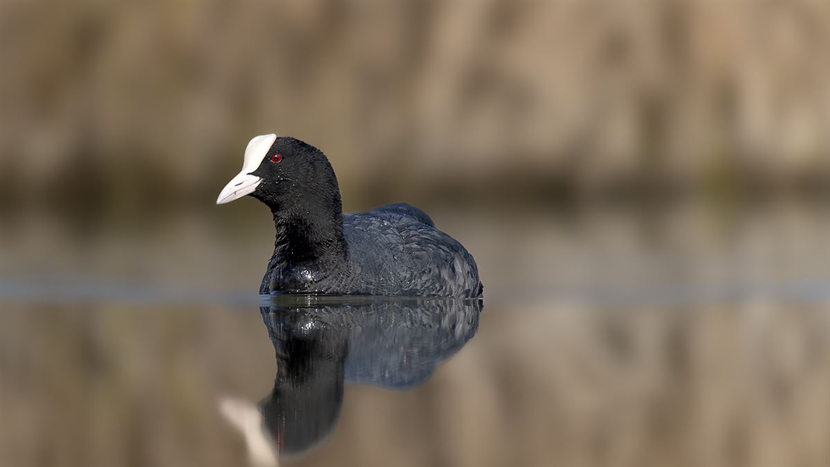 Sakarmeke