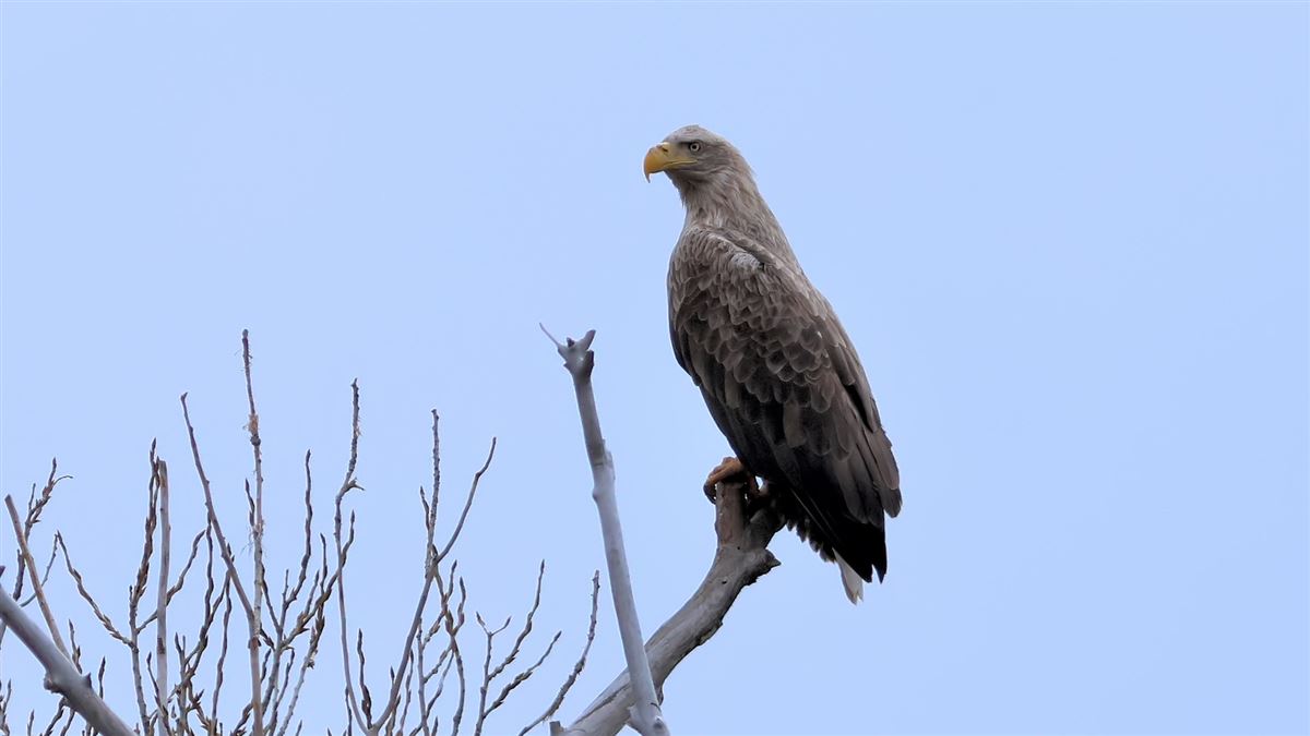 Akkuyruklu Kartal