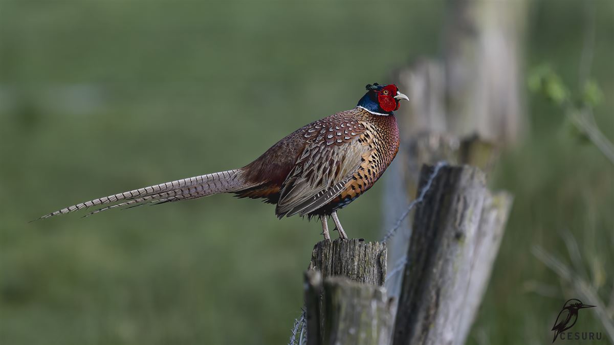 Sülün