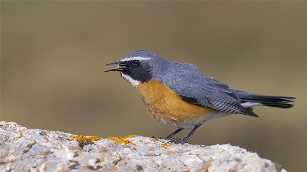 Taşbülbülü