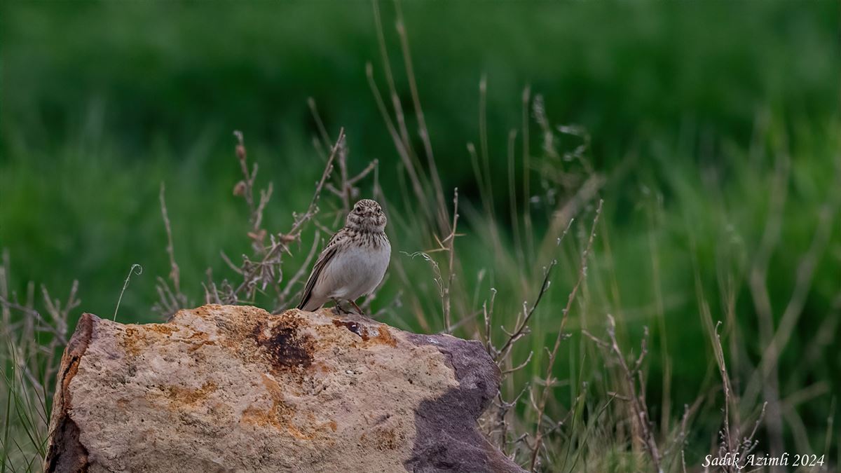 Turkestan Short-toed Lark