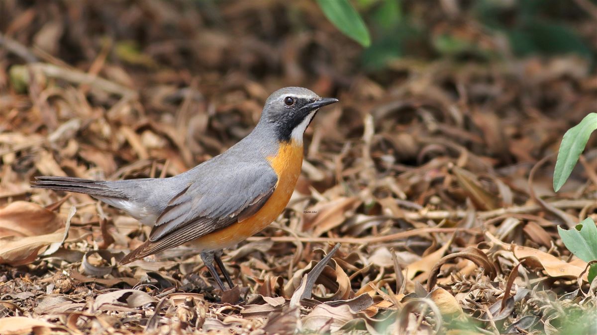 Taşbülbülü