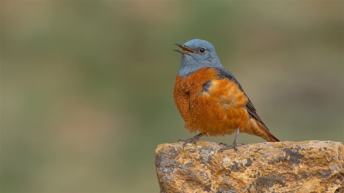 Taşkızılı