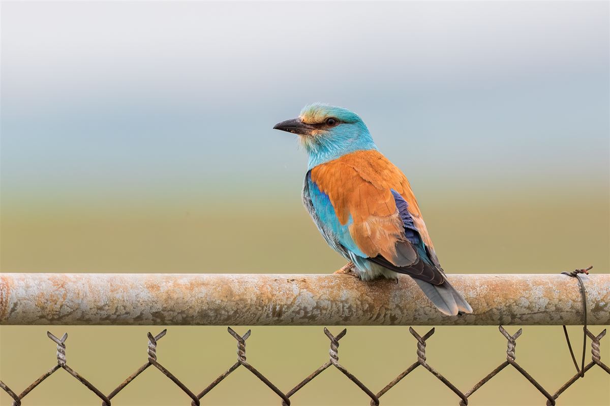 Gökkuzgun