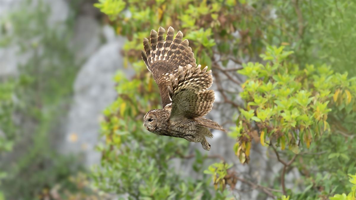 Alaca Baykuş