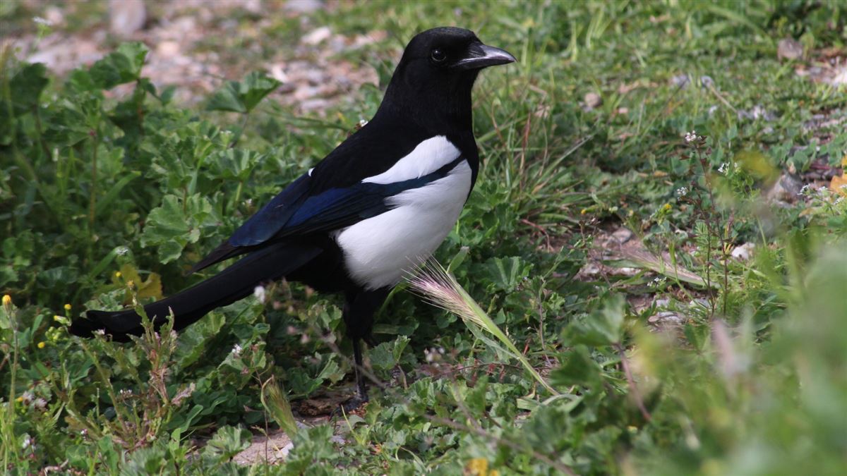 Saksağan