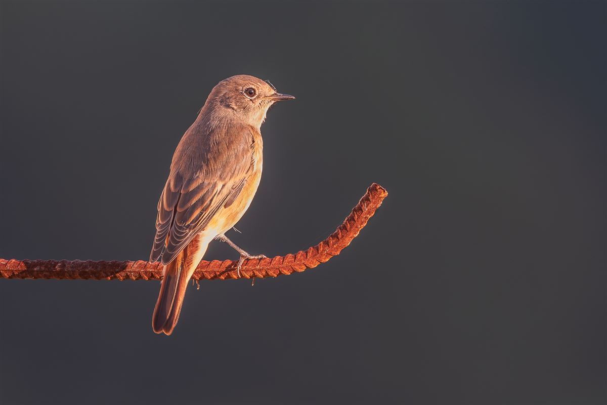 Kızılkuyruk
