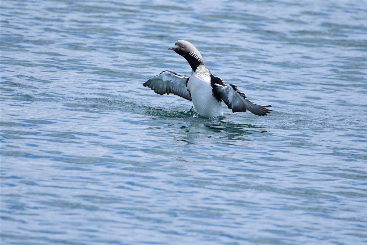 Black-throated Loon