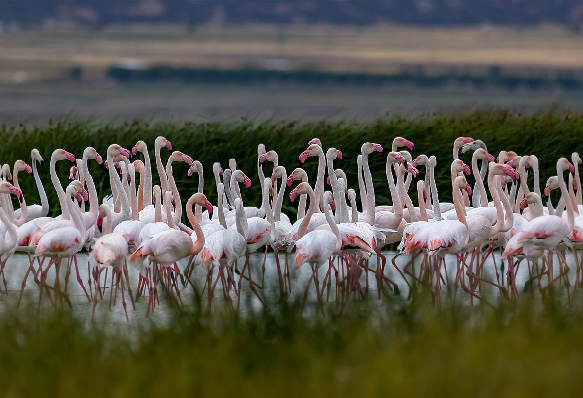 Flamingo