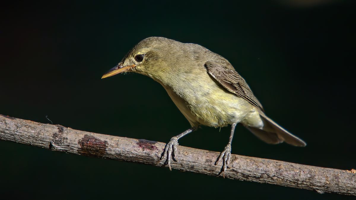 Zeytin Mukallidi