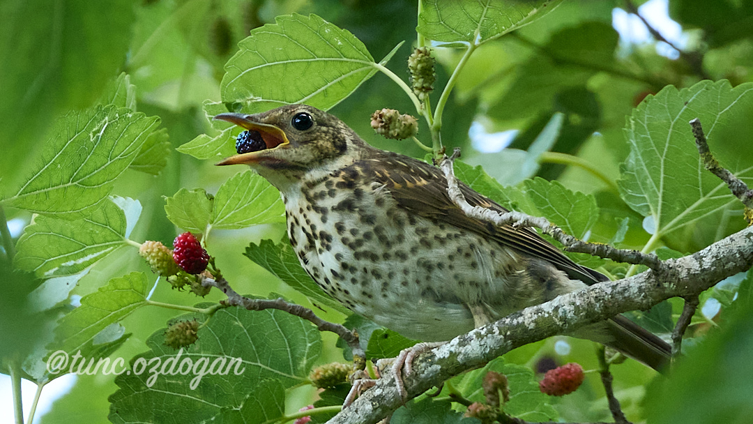 Öter Ardıç