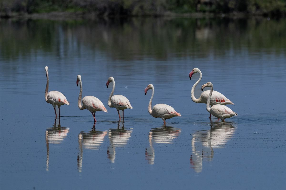 Flamingo