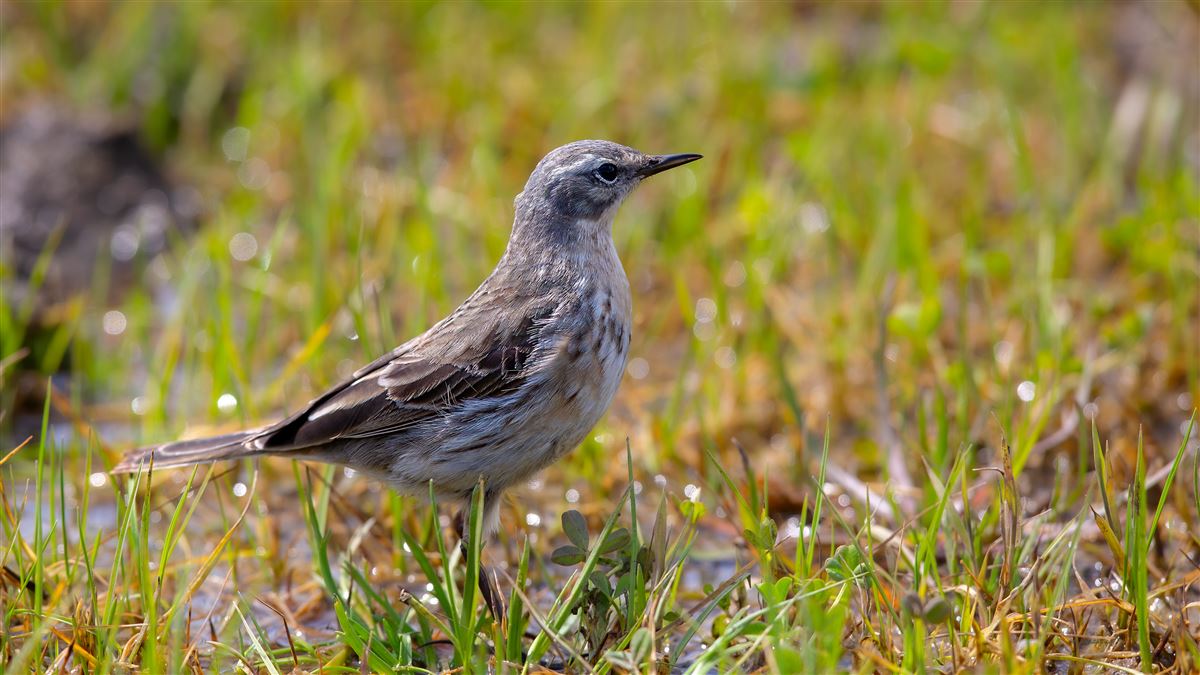 Dağ İncirkuşu