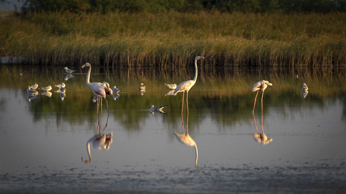 Flamingo