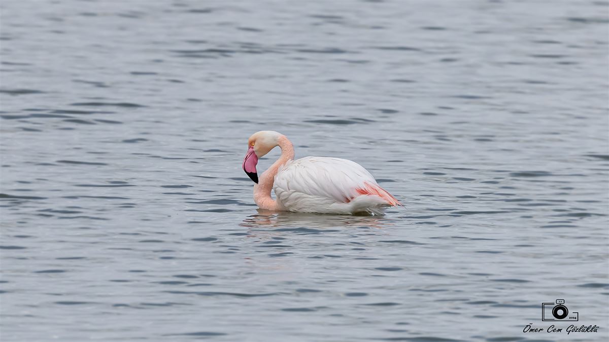Flamingo